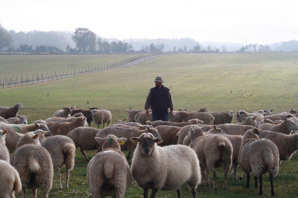 Martial RICHARD au milieu de ses moutons