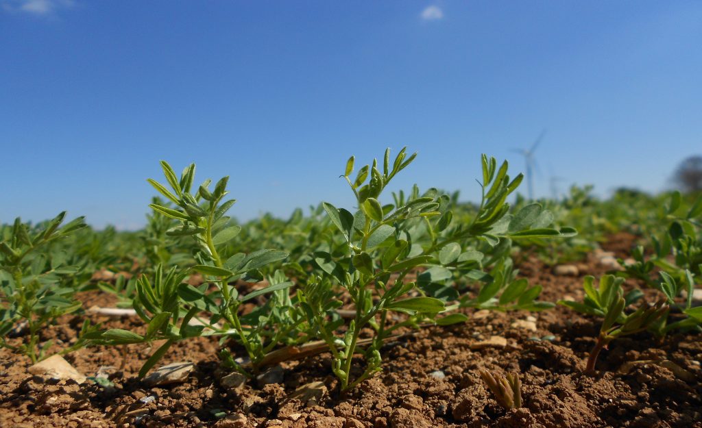 jeunes plants de lentilles vertes au champ
